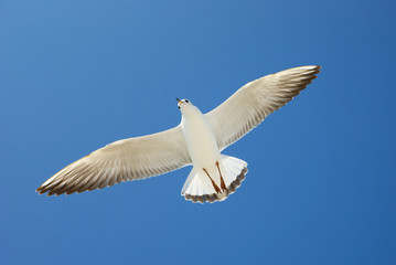 Seagull fly. Bird flying in the blue sky