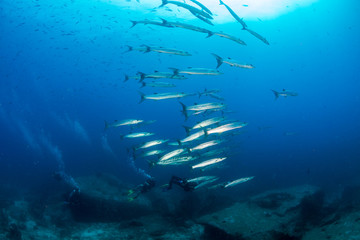 Fototapeta na wymiar School of large Barracuda in blue water over a tropical coral reef