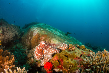 Large Octopus patrolling a colorful but murky tropical coral reef