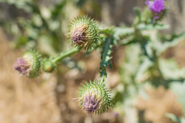 A prickly green plant, burdock .