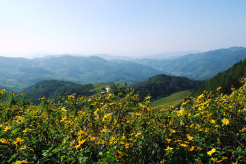 Tung Bua Tong Mountain Mountain and sky views,Great view during the blooming season,Mexican Sunflower