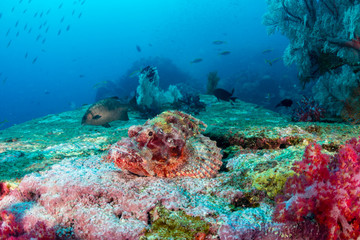 Colorful Scorpionfish in murky water on a tropical coral reef