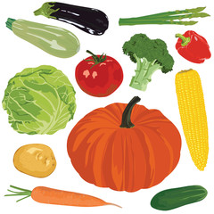 Autumn harvest: pumpkin, potatoes, carrots, cucumber, corn, cabbage and other vegetables on a white background.