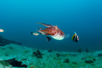 Cuttlefish swimming in green water over a shipwreck in Thailand