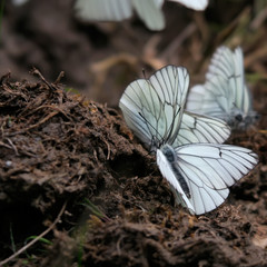 Papillons 