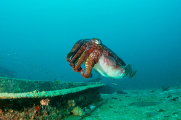 Cuttlefish swimming in green water over a shipwreck in Thailand