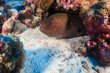Naklejka na ściany i meble Giant Moray Eel hidden underneath coral on a tropical reef