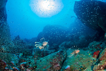 Colorful Lionfish patrolling a tropical coral reef in the early morning