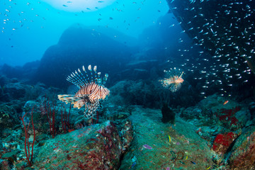 Colorful Lionfish patrolling a tropical coral reef in the early morning