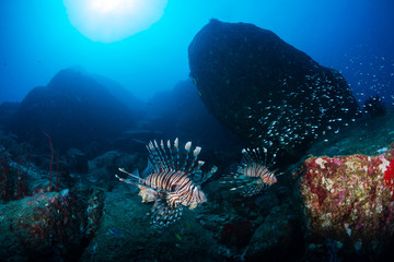 Colorful Lionfish patrolling a tropical coral reef in the early morning