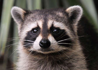 The Bandit / Raccoon in the wild of south Florida