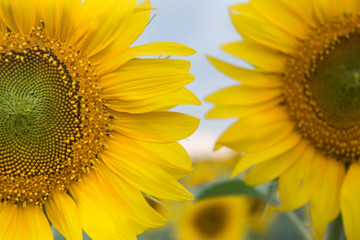 Beautiful sunflower closeup