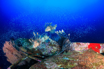 Fototapeta na wymiar Beautiful Lionfish swimming over a coral encrusted shipwreck in a tropical ocean