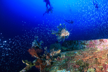 Naklejka na ściany i meble Beautiful Lionfish swimming over a coral encrusted shipwreck in a tropical ocean