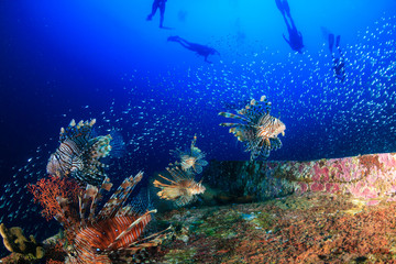Beautiful Lionfish swimming over a coral encrusted shipwreck in a tropical ocean