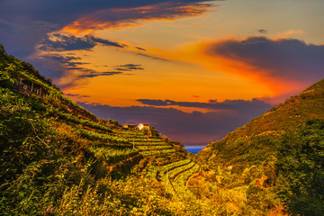 Naklejka na ściany i meble sunset on vineyards