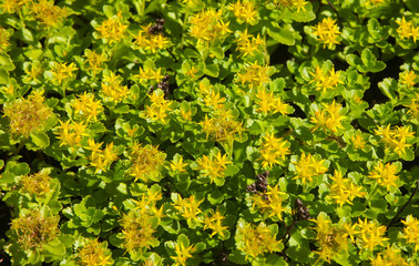 background of small yellow flowers