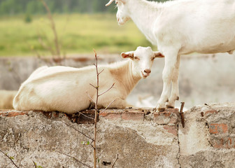 cute white goat lying on the ruins of brick wall, just like fairy tail