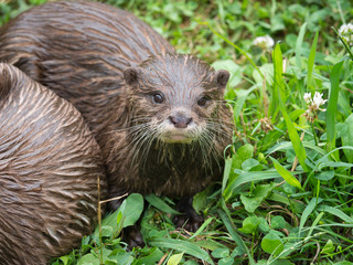 Loutre cendrée