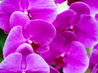 Fototapeta na wymiar closeup purple flowers 紫の花々