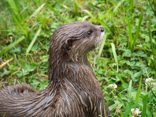 Loutre cendrée