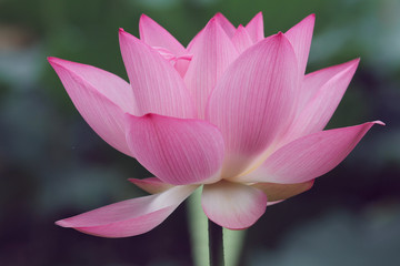 pink lotus