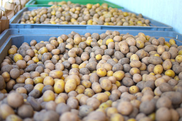 Crates full of raw loose potatoes (Solanum Tuberosum) at a market stall