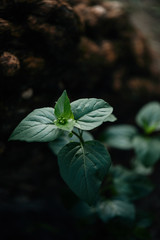 selective focus of green leaves covered by water drops on blurred background