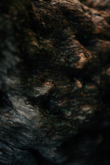 full frame image of tree bark background