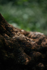 selective focus of tree bark on blurred background