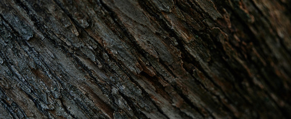 full frame image of tree bark background