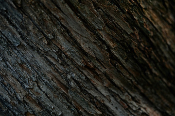 full frame image of tree bark background