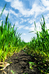 Macro close-up of wheat grass growing from the roots in the soil under the blue sky and white clouds. Extra Low Angle