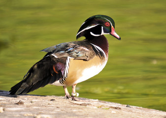Wood Duck / Wood Duck in the south Florida wetlands