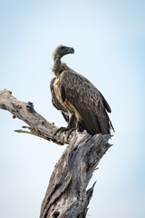 White-backed vulture perched on dead tree stump
