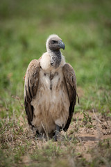 White-backed vulture standing on grassland facing right