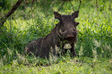 Warthog sits in long grass facing camera