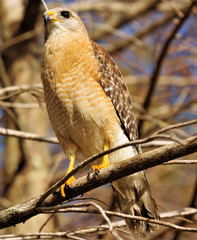 Red-shoulder Hawk / The Red-shoulder Hawk in the Florida Everglades