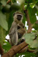 Obraz premium Vervet monkey mother holding baby in tree