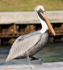 Brown Pelican / Brown Pelican in south Florida