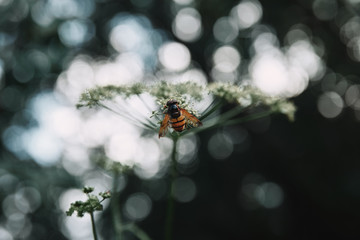 selective focus of bee on cow parsley flowers with blurred background