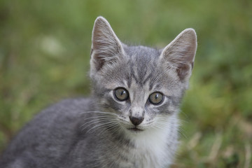 Fototapeta na wymiar Grey tabby kitten staring