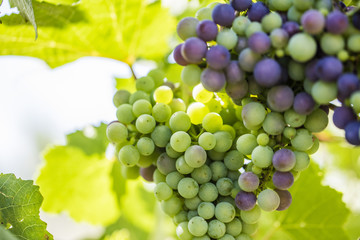 fresh grapes in vineyard