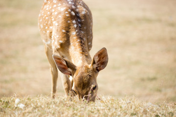 deer eating grass