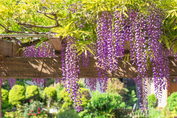 Wisteria