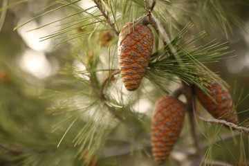 Pine Cone