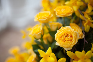 Yellow Roses 3