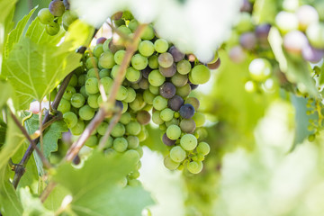 fresh grapes in vineyard