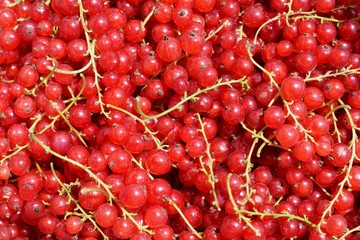 Fresh  red currant as background