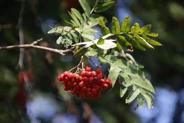 Rote Beeren am Ast im Sommer 